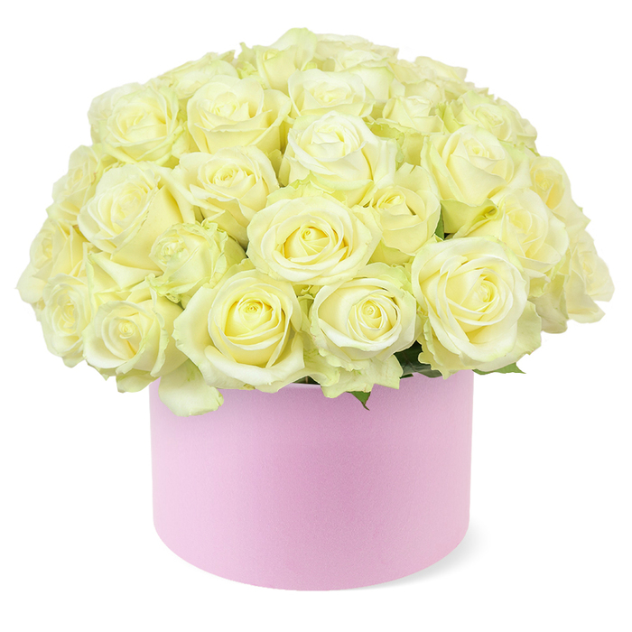 A sophisticated hat box arrangement of roses is presented like a modern artwork: a perfectly rounded dome of cream, ivory, and whisper-yellow blooms rising from a blush pink cylinder, all set against a spotless white background that allows every detail to stand out. The roses are abundant and tightly grouped, their velvety petals forming intricate spirals that open into soft, full heads with no visible blemishes or gaps, suggesting freshly conditioned flowers arranged by an experienced local florist. Subtle gradations of colour move from creamy outer petals to pale ivory and faint pastel yellow at the centres, giving the bouquet a gentle glow as if catching soft morning light filtering over Epping's rooftops. Slight touches of fine green foliage can be glimpsed around the base of the flowers, just enough to frame the roses and hint at the living stems hidden below the dense canopy of blooms. The container is a round hat box in a muted pastel pink, with a refined matte finish that looks smooth to the touch, echoing the modern gift boxes found in chic boutiques off Epping High Street. Its simple, unadorned design draws the eye upward to the richness of the roses while still contributing to the overall sense of luxury and care. The clean, bright lighting casts barely-there shadows that highlight the curvature of each petal, capturing the bouquet at its peak, as if moments before it is delivered for an anniversary celebration or romantic surprise at a home overlooking Epping Forest. This image conveys quiet elegance, timeless romance, and a contemporary approach to luxury floral gifting.