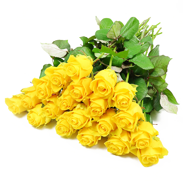 On a pristine white surface, a lush spray of around twenty-four yellow roses lies diagonally, creating a serene yet radiant presence that feels at home in the quiet corners of Epping's churches and family homes. The roses are gathered closely at the heads, forming a full, rounded mass of colour where each bloom touches or slightly overlaps its neighbour. Some blossoms remain in neat, tight buds with petals wrapped protectively inward, while others begin to open into soft, layered whorls of buttery yellow, giving the impression of light slowly unfolding. The petals have a velvety, almost satin texture, with subtle highlights where the light catches their gentle curves and tiny shadows where they fold into the heart of the flower. Surrounding the roses, glossy dark green leaves extend outward, some lying flat, others angled or arched, showing glimpses of paler veins and undersides that mimic the varied greens you might see along the paths between Epping and Loughton. The natural stems, a fresh, medium green, gather together at one end and extend off towards the upper edge of the image, reinforcing the sense that this is a hand-tied bouquet resting briefly before being offered in sympathy. The stark white background removes all context except the flowers themselves, focusing attention on their quiet beauty and the emotions they carry: solace, remembrance, and an understated hope. This arrangement would feel appropriate for sending condolences or marking a memorial, a gentle gesture from someone who wants to say, I am thinking of you, without overwhelming grief with colour or complexity.