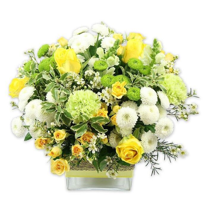 A lush, carefully balanced floral arrangement in shades of sunny yellow, pure white, and fresh green fills a low, square glass vase, photographed against a bright white background that emphasises both colour and texture. The bouquet forms a generous, rounded dome, with velvety yellow roses as the focal flowers. Some roses are fully open, revealing layers of golden petals, while others appear as elegant buds, lending the design a sense of unfolding beauty. Around them, clusters of smaller yellow spray roses add density and intricate detail, their many petite blooms nestling together. White pompom chrysanthemums, tightly petalled and perfectly spherical, punctuate the mix, creating soft, cloud-like shapes. Lime green button chrysanthemums provide a striking contrast with their compact, button-sized globes, and are complemented by larger, ruffled pale green blooms that resemble green carnations or decorative green chrysanthemum varieties, bringing a frilly, almost frothy texture. The flowers are anchored by an abundance of foliage: broad variegated leaves with creamy white margins, deep green leaves that frame the base, and delicate filler greens that weave between stems, ensuring there are no hard edges. Sprinkled throughout, tiny white star-like filler flowers lift the whole arrangement, giving it a light, airy finish. The clear glass vase showcases the neatly gathered stems and is wrapped mid-way with a band of natural, woven material-perhaps raffia or bark-topped with a slim lime green ribbon that echoes the bright green blooms. The overall mood is warm, fresh, and joyful, like a breath of spring drifting in from Epping Forest. This arrangement would sit beautifully as a celebratory centrepiece in an Epping home, a cheerful gift for a birthday or new job, or a welcoming display on a reception desk in a local business. 