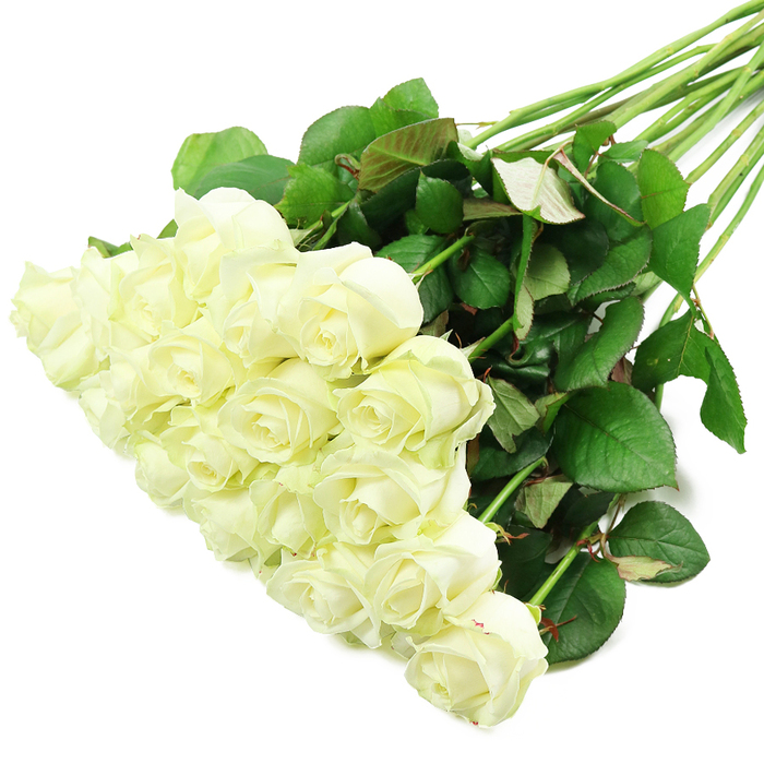 A striking diagonal composition of pure white roses lies across a pristine white surface, resembling a carefully styled arrangement awaiting delivery from an Epping florist's studio. Around two dozen blooms crowd together in the foreground, their heads angled slightly towards the viewer, so the eye is drawn first to the cluster of creamy, luminous petals. Many of the roses are still in bud or just beginning to unfurl, forming those classic concentric spirals that speak of careful cultivation and excellent freshness. The petals have a soft, satin-like texture, catching the light in gentle highlights that trace their curved edges and layered structure. Subtle hints of ivory and the faintest green at the outermost petals signal just-cut vitality, as though they've come straight from the wholesaler that morning and been quickly conditioned for arrangements traveling around Epping, Theydon Bois, and Buckhurst Hill. From this dense pillow of blooms, a fan of long, straight stems extends up and to the right, dark green against the stark background. The stems are thick and strong, dotted with the occasional thorn and adorned with plentiful foliage that looks freshly misted, the leaves a mix of deep emerald and slightly reddish-tinged green. The image is lit with bright, even light, eliminating harsh shadows while emphasizing every tiny vein in the leaves and every fold of petal. This bouquet feels refined and versatile, equally suited to an elegant Epping wedding, a christening, or a thoughtful sympathy gesture taken to a local service. It carries the quiet symbolism of white roses: respect, remembrance, and the gentle promise of new beginnings.