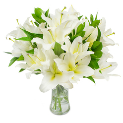 A tall, carefully arranged cluster of white lilies stands proud within a transparent glass vase, each bloom composed of multiple smooth, porcelain-white petals that unfurl with gentle poise. Inward toward their throats the petals show a faint creamy-yellow wash, adding depth and a warm centre glow beneath the pure outer white. From the heart of several open flowers extend slender stamens with soft greenish-yellow filaments and small, textured brown anthers that cast a subtle, natural punctuation across the blooms. Dark, glossy foliage-long, pointed, and robust-threads between the flowers, their deep green hue offering a cool counterpoint to the brilliant whites and giving the bouquet a full, sculpted silhouette. The vase is simple and clear; its gently flared mouth and solid base hold clean water that refracts light and reveals the neat green stems as they sink into the vessel. The image is set against a spotless white background, which highlights the lilies' form and the craftsmanship in their tight, abundant grouping. There is an implied scent of soft, sweet lily perfume, the kind that fills a room like a calming breath. I often imagine delivering a composition like this to a family on Epping High Street or to someone returning from a peaceful walk in Epping Forest-where the arrangement's quiet beauty complements both celebration and solace. The bouquet's refined palette and serene presence suit occasions from intimate celebrations to gentle remembrances, reflecting a florist's care and attention to seasonal freshness.