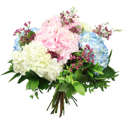 Set against a pure white background, this luxurious hydrangea bouquet appears almost to float, its pastel colours and lush textures captured with the clarity of a display in an Epping town centre flower shop. Voluminous hydrangea heads form the heart of the design, their petals layered in delicate shades of blush pink, tranquil sky blue, and soft ivory white. The blooms are rounded and full, like cushions of petals, each floret contributing to a billowy, cloud-like effect that feels both contemporary and timeless. Threaded through the hydrangeas are fine sprays of deep fuchsia or magenta filler flowers, probably waxflower, their tiny clustered blossoms adding intricate detail and a playful pop of colour that enlivens the softer tones. A collar of abundant greenery frames the arrangement: large, dark green leaves with a glossy finish sit beside more petite, lighter leaves, building a sense of depth and giving the bouquet a freshly gathered, garden-inspired character reminiscent of leafy corners around Bell Common and the edges of Epping Forest. The stems are neatly gathered and tied at the base, clearly showing this is a hand-tied bouquet, ready to be placed in water or gifted as it is. Gentle, even lighting accentuates the natural sheen on the leaves and the velvety texture of the petals, while the minimalist background ensures all attention remains on the flowers. The overall impression is one of calm celebration and quiet elegance, suitable for birthdays, get-well wishes, new homes, or simply brightening a favourite room anywhere across Epping and the neighbouring villages.