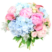 A rounded, luxurious bouquet is presented upright against a bright white background, its pastel tones and rich textures standing out with crisp clarity. At the centre, generous domes of soft blue hydrangeas create a billowy, cloud-like base, each tiny petal adding to the sense of fullness and gentle movement. Cradled among them are lush pink peonies, their densely ruffled petals unfolding from pale blush to deeper rose-pink, suggesting that soft, romantic look you might find in a well-tended garden near Epping's leafy avenues and the fringes of the forest. Slim, elegant calla lilies in a striking coral-pink weave upwards through the round form, their smooth, trumpet-shaped blooms lending a modern twist and a refined silhouette. Nestled throughout are petite roses in shell-pink and creamy yellow, their tightly curled centres and multiple layers offering delicate detail and a hint of vintage charm. The colour story is cooled and softened further by silvery-green dusty miller foliage, its velvety leaves adding a frosted touch that contrasts with the darker green leaves of the other stems. The bouquet looks freshly bound at the base, ready to be carried to a celebration, placed as a centrepiece, or delivered to a doorstep in Epping as a thoughtful gesture. The overall impression is one of serene joy and elegant abundance, suitable for birthdays, anniversaries, bridal showers, or simply to bring a sense of fresh, floral beauty into a local home.
