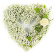 A tender heart-shaped tribute formed from a dense cloud of tiny white Baby's Breath (Gypsophila), photographed against a clean white background so every delicate blossom reads clearly. The overall silhouette is perfectly rounded and pillowy, as if a soft white mist has been shaped into love; the minute star-like blooms sit close together to create a seamless, almost tactile surface. Nestled into the upper right curve is a single cream-white rose, its petals tightly rolled and luminous against the surrounding gypsophila, acting as a quiet focal point that draws the eye. Interwoven with the rose are glossy, lobed ivy leaves whose deep green tones add classic structure, while slender, pale-green eucalyptus-like sprigs trail diagonally down the right side, introducing subtle texture and a cool, herbal note to the composition. Bright, even studio light flatters the pristine whites and brings out the soft shadows between petals, suggesting freshness and careful handling by an experienced florist. The arrangement reads as a respectful expression of innocence and remembrance-the white palette and solitary rose offering solace and calm in moments of mourning. Imagined for a funeral, memorial service, or a sympathy delivery across Epping and nearby villages, this piece communicates purity and quiet dignity without flourish. As a local florist would explain it, the contrast of cloudlike gypsophila with the velvety rose and structured ivy gives both visual depth and comforting simplicity, a gentle statement of love and memory appropriate for those who prefer an understated, heartfelt tribute.