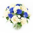 A graceful sympathy bouquet of blue and ivory roses is displayed in a clear glass vase, standing alone against a pure white background that makes its colours and textures appear almost luminous. The roses are evenly divided between a deep, royal blue and a soft, creamy off-white, their velvety petals unfolding in layered spirals that invite a lingering gaze. Between these prominent blooms, delicate white freesia weave through the design, their slender, trumpet-shaped flowers and unopened buds tilting gently as though caught in a soft breath of air. Fine sprigs of gypsophila, or baby's breath, float among the roses, their tiny clustered blossoms creating a mist-like softness that fills any gaps and lends a dreamy, clouded effect to the bouquet. The flowers are anchored by a collar of dark green foliage, the smooth, slightly glossy leaves providing contrast and structure, much like the calm green spaces around Epping offer a sense of grounding during difficult times. The clear vase reveals the neatly trimmed stems, gathered with care and standing in fresh water, a detail that suggests professional preparation and readiness for same-day delivery to a local home or chapel. Bright, even lighting illuminates every petal and leaf, intensifying the cool blue tones while keeping the overall mood serene and dignified. The design feels composed yet gentle, an arrangement chosen to sit quietly on a table during a wake or days of mourning, bringing a measure of beauty, tranquillity, and unspoken support to family and friends remembering someone dear.