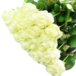 A striking, generously sized bouquet of white roses dominates the image, the flowers gathered so closely that their creamy heads almost touch, forming a dense, luxurious dome of petals against a clean white background. Each rose varies slightly in openness: some remain tightly furled, their pointed buds promising full blooms to come, while others have begun to unfurl, revealing intricate layers of velvety petals spiralling towards a softly shaded ivory centre. The light is bright and even, enhancing every curve, edge, and gentle shadow, and giving the impression of freshly cut stems arranged moments ago in a workshop off Epping High Street. Beneath the mass of blossoms, sturdy green stems and robust leaves can just be seen, their rich, natural colour adding a subtle but vital contrast that suggests health and vitality. You can almost sense a faint, creamy fragrance-quiet and soothing, like an early stroll through the outskirts of Epping Forest when the day is just beginning. The all-white palette evokes purity, serenity, and new beginnings, making the bouquet perfectly suited to wedding flowers, anniversary surprises delivered to homes around Coopersale, or a dignified sympathy tribute sent to comfort loved ones. Though the composition is simple, the craftsmanship is evident in the uniform height of the blooms and the balanced spread of buds and open roses, transforming this cluster of white roses into a refined, timeless gesture of love, remembrance, or hope.